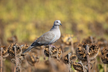 Pigeons eat sunflower seeds