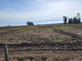agricultura planta&ccedil;&atilde;o de arroz