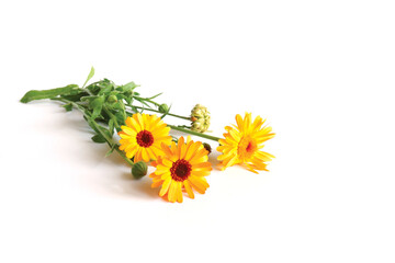 Blooming calendula with buds and seeds close-up on a white background. 