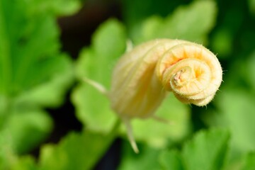 Zucchini Bud in a Garden