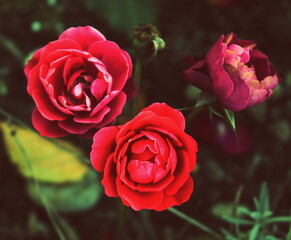 Roses closeup