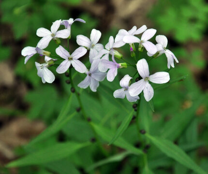Cardamine bulbifera grows in the forest, in the wild