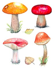 Set of watercolor mushrooms isolated on white background