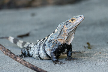 Iguane