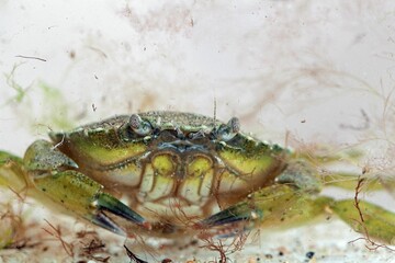 Green shore crab, Carcinus maenas