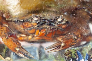 Green shore crab, Carcinus maenas