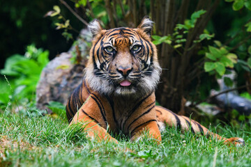 Close-up of a Sumatran tiger in jungle - 524348054