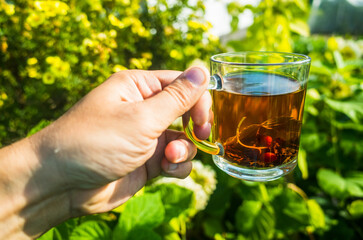 The hand holds a mug with fresh hot black tea. Beautiful green background of vegetation in the morning with the rays of the sun. Invigorating drink