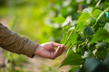 Farmer's hand touches agricultural crops close up. Growing vegetables in the garden. Harvest care and maintenance. Environmentally friendly products