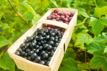 Currant harvest in a bark basket collected in the garden. Plantation work. Autumn harvest, healthy organic food concept close up with selective focus