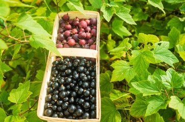 Currant harvest in a bark basket collected in the garden. Plantation work. Autumn harvest, healthy organic food concept close up with selective focus