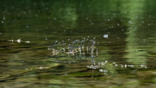 A group of beautiful common bluetails (Ischnura elegans) mating on the green water. Slow motion of blue-tailed damselflies sitting on a plant and flying around. Summertime on a lake. 4K
