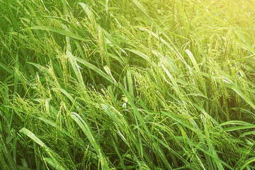 Beautiful golden green paddy rice  seeds  field Ear of rice