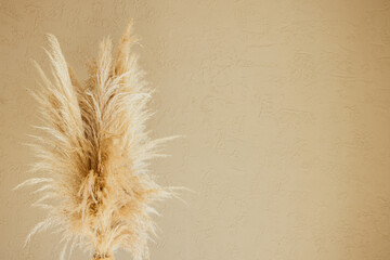 Dry pampas grass reeds agains on beige background. Minimal, stylish, trend concept. Copy space....