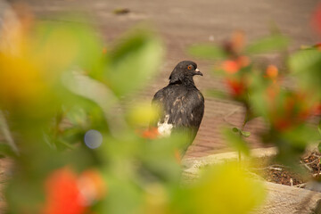 Pombo (Columbídeos)