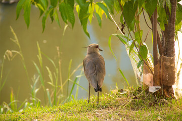 Quero-quero (Vanellus Chilensis)