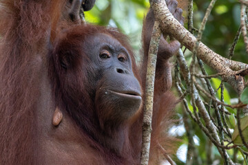 Wild Bornean orangutan (Pongo pygmaeus) at Semenggoh Nature Reserve in Kuching, Borneo, Malaysia.