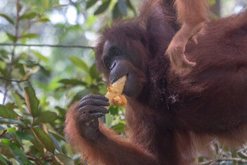 Wild Bornean orangutan (Pongo pygmaeus) at Semenggoh Nature Reserve in Kuching, Borneo, Malaysia.