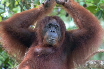 Wild Bornean orangutan (Pongo pygmaeus) at Semenggoh Nature Reserve in Kuching, Borneo, Malaysia.