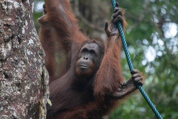 Wild Bornean orangutan (Pongo pygmaeus) at Semenggoh Nature Reserve in Kuching, Borneo, Malaysia.