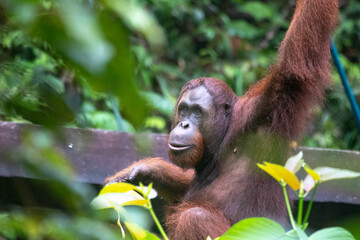 Wild Bornean orangutan (Pongo pygmaeus) at Semenggoh Nature Reserve in Kuching, Borneo, Malaysia.