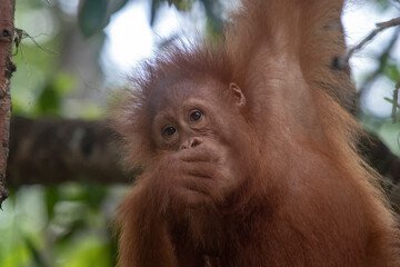 Wild Bornean orangutan (Pongo pygmaeus) at Semenggoh Nature Reserve in Kuching, Borneo, Malaysia.