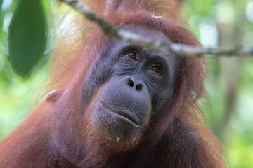 Wild Bornean orangutan (Pongo pygmaeus) at Semenggoh Nature Reserve in Kuching, Borneo, Malaysia.