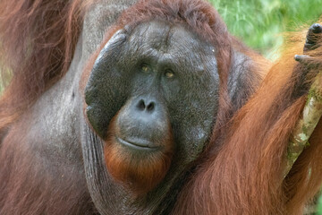 Wild Bornean orangutan (Pongo pygmaeus) at Semenggoh Nature Reserve in Kuching, Borneo, Malaysia.