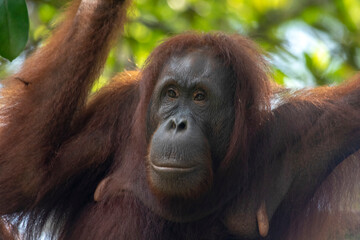 Wild Bornean orangutan (Pongo pygmaeus) at Semenggoh Nature Reserve in Kuching, Borneo, Malaysia.