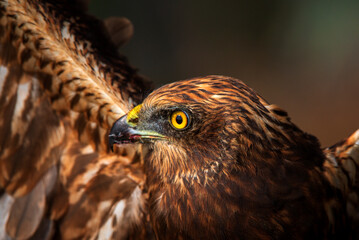 close up of a falcon