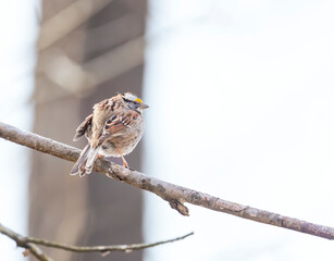 White-throated sparrow.Chesapeake and Ohio Canal National Historical Park.Maryland.USA