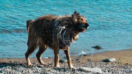 Dog shaking. Wet dog shaking itself after cooling in the sea. Motion blur included. Selective focus