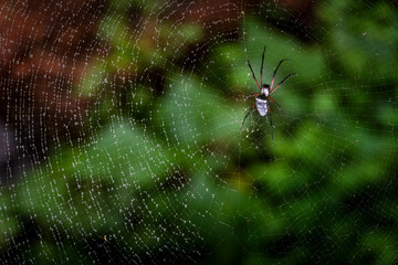 spider on web