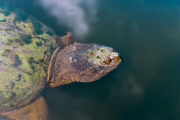 Green Snapping Turtle in Water