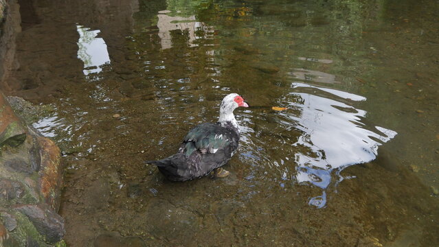 Un canard de Barbarie flottant dans un cours d'eau, liquide transparent et réfléchissant, entouré de rochers