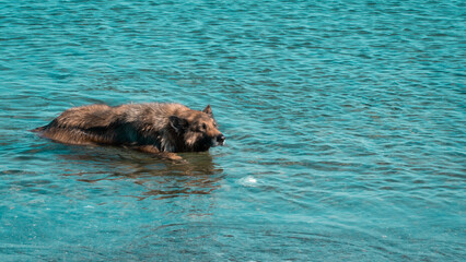 Dog in the sea. Dog cooling down in the sea druing summer. Motion blur included. Selective focus