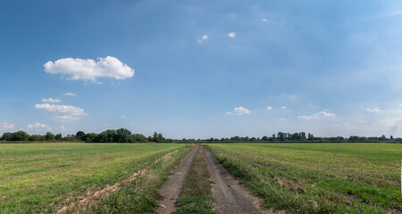 Panorama ścieżki w krajobrazie wiejskim w porze letniej, pola i drzewa w oddali na tle błękitnego nieba z lekko pochmurną pogodą - obrazy, fototapety, plakaty