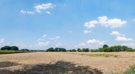 Panorama w krajobrazie wiejskim w porze letniej, pola i drzewa w oddali na tle błękitnego nieba z lekko pochmurną pogodą - obrazy, fototapety, plakaty