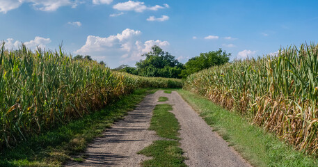 Fototapeta na wymiar Panorama drogi w krajobrazie wiejskim w porze letniej, pola i drzewa w oddali na tle błękitnego nieba z lekko pochmurną pogodą