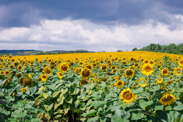 Obraz premium Field of blooming sunflowers on the background of a stormy sky. Beautiful blooming yellow sunflowers on a summer field. Sunflower landscape, amazing nature of summertime