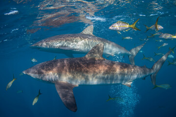 Naklejka premium shark in the sea