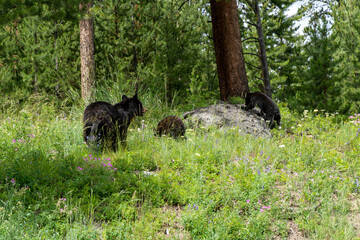 Obraz na płótnie Canvas Family of three black bears (mama with two babies) in a field of wildflowers in Yellowstone National Park