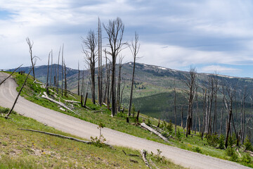 Obraz premium View from the Mt. Washburn trailhead area of Yellowstone National Park from Chittendon Road