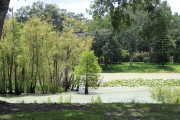 Small Swamp Pond In Tampa Florida. 