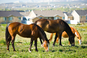 Three horses grazing in a pasture behind a sprawling suburban development
