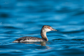 Young slavonian grebe