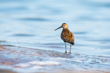 Dunlin and waves