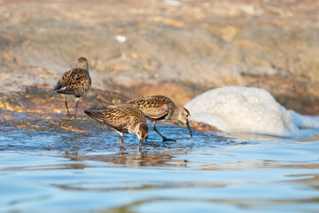 Family of Dunlins