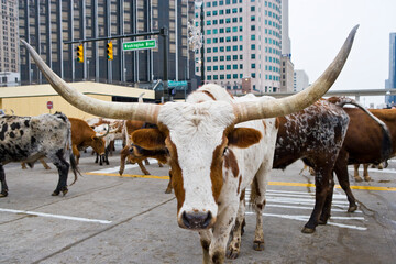 A herd of Longhorn Steers on Washington Boulrvard in Detroit,