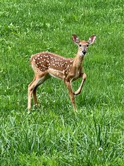 Fawn in the Grass